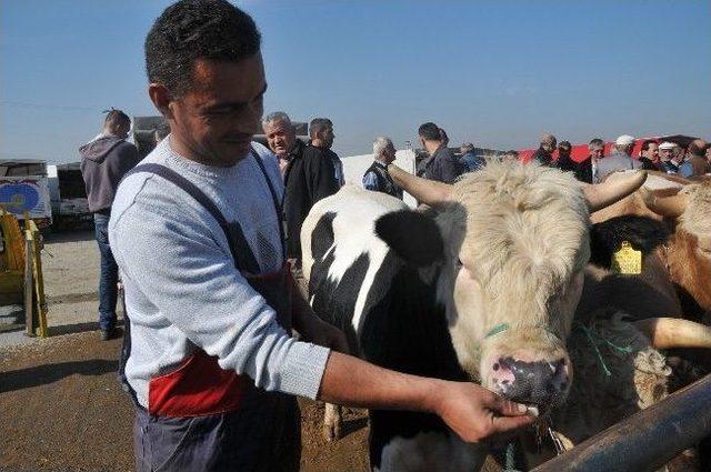 Düzce’de Bayram Yaklaştı Hayvan Pazarında Haraketlilik Başladı 1