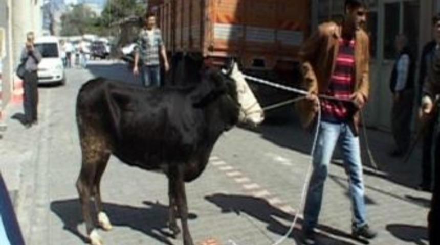 Kurban Pazarından Ka&ccedil;an Dana 2 Kişiyi Yaraladı