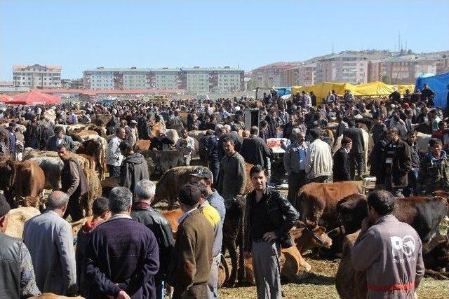 Erzurum Hayvan Pazarından İlginç Görüntüler