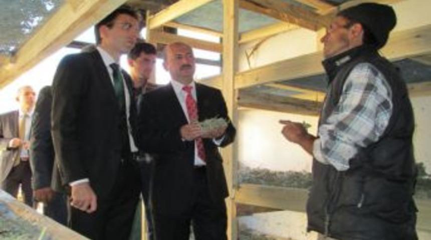 Tarım Yapılamayan Yerlerde Organik Tıbbi Aromatik Bitki Yetiştiriliyor