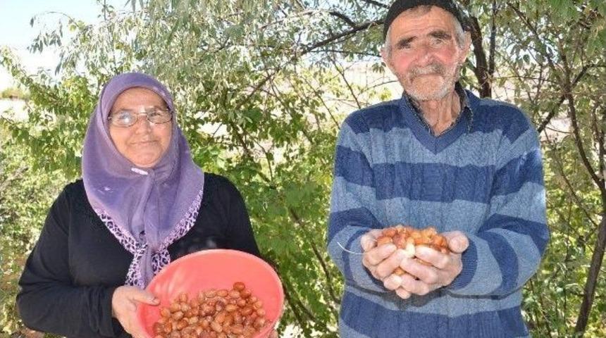 İğde, Eşlerin Ge&ccedil;im Kaynağı