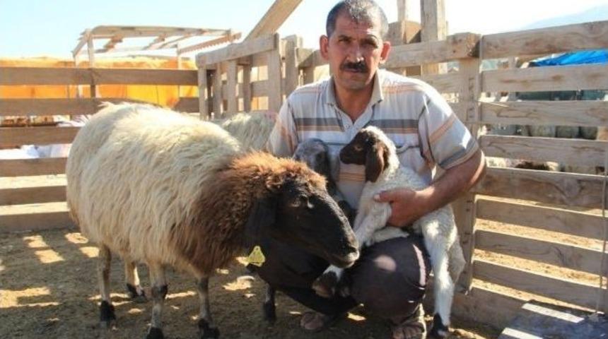 (&ouml;zel Haber) 125 Adet Kurbanlık Koyunu Hamile &Ccedil;ıktı