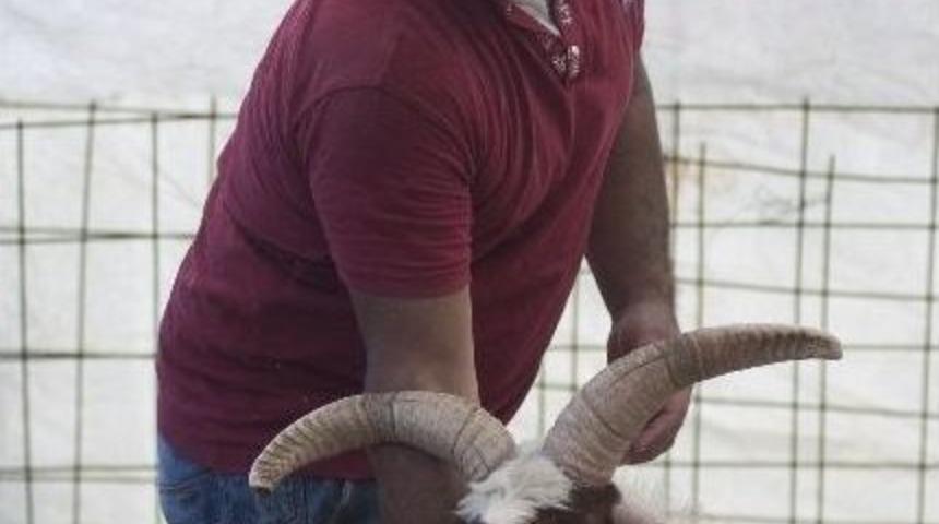 İzmir&rsquo;de 4 Boynuzlu Ko&ccedil;