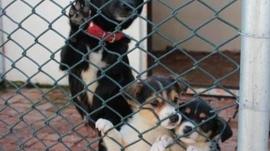 Bafra&rsquo;ya Modern Hayvan Barınağı