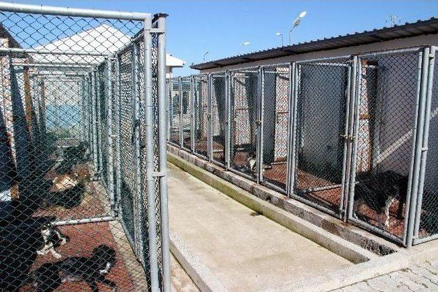 Bafra&rsquo;ya Modern Hayvan Barınağı 2