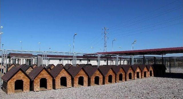 Bafra&rsquo;ya Modern Hayvan Barınağı 3