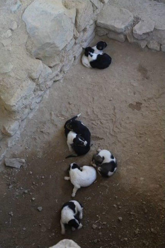 Hekatomnos Kazı Çalışmalarıma Doğum Arası