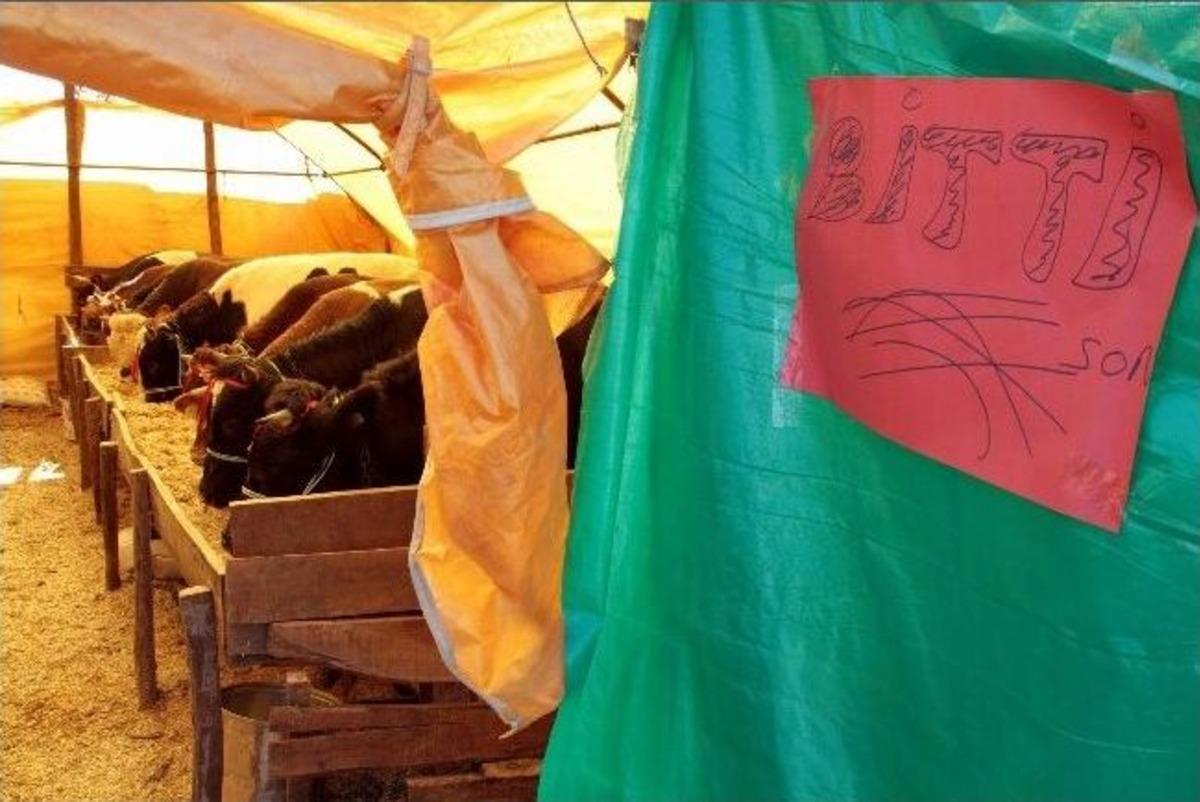 Kurbanlıklar Yok Satıyor