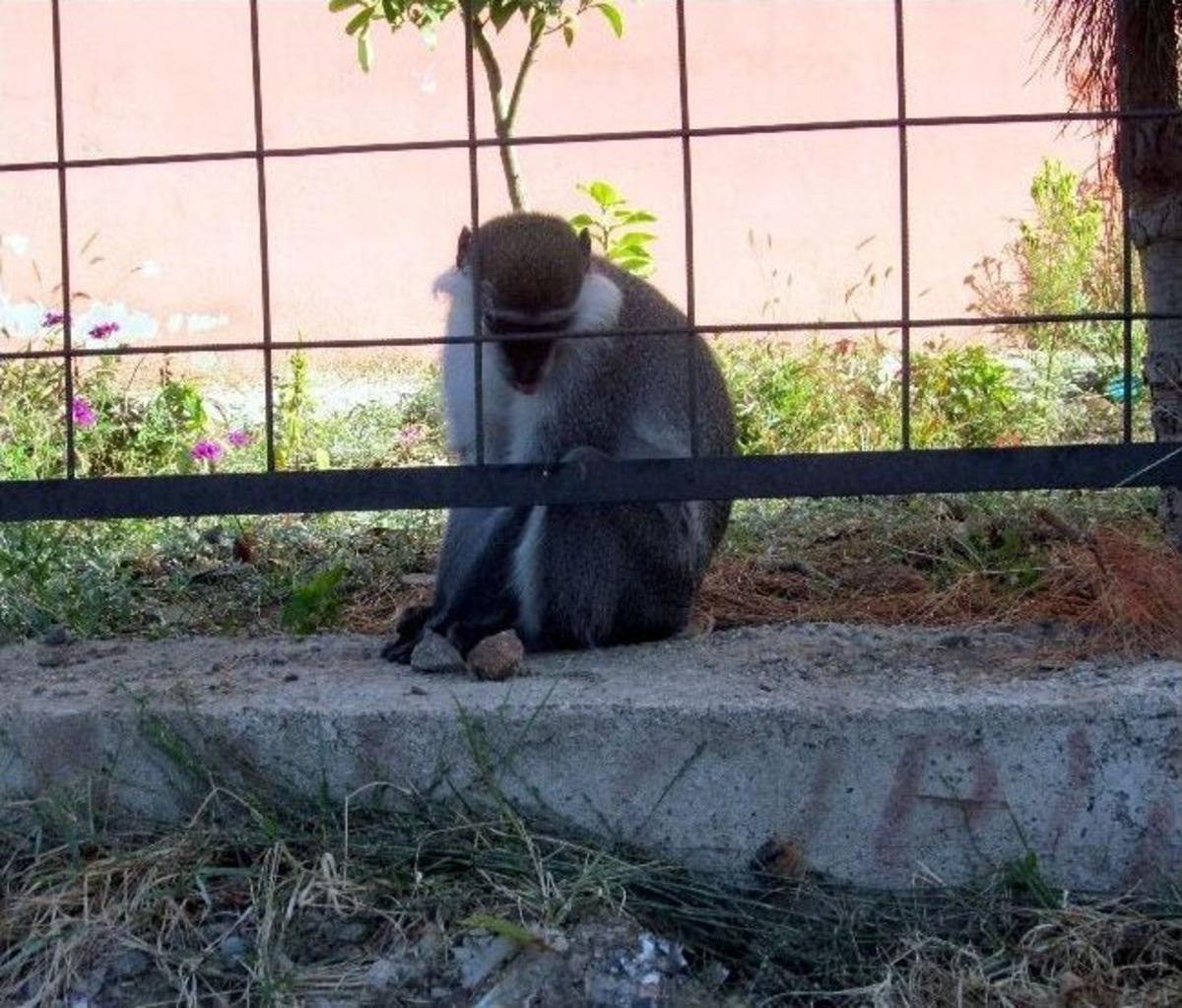 Maymun Ka&ccedil;tı, G&ouml;revliler Kovaladı