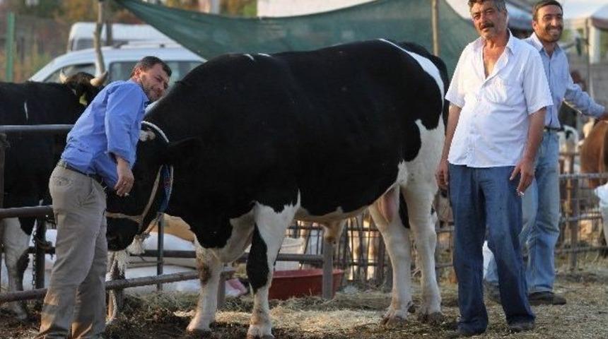 Akhisar Hayvan Pazarı'nda 1 Ton 200 Kiloluk Dana Sahibini Bekliyor