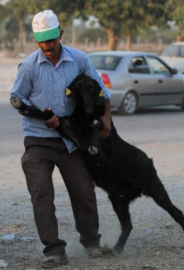 Akhisar Hayvan Pazarı nda 1 Ton 200 Kiloluk Dana Sahibini Bekliyor 1