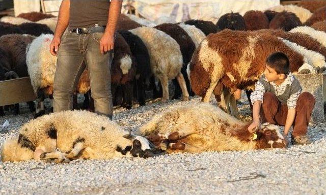 Akhisar Hayvan Pazarı nda 1 Ton 200 Kiloluk Dana Sahibini Bekliyor 2