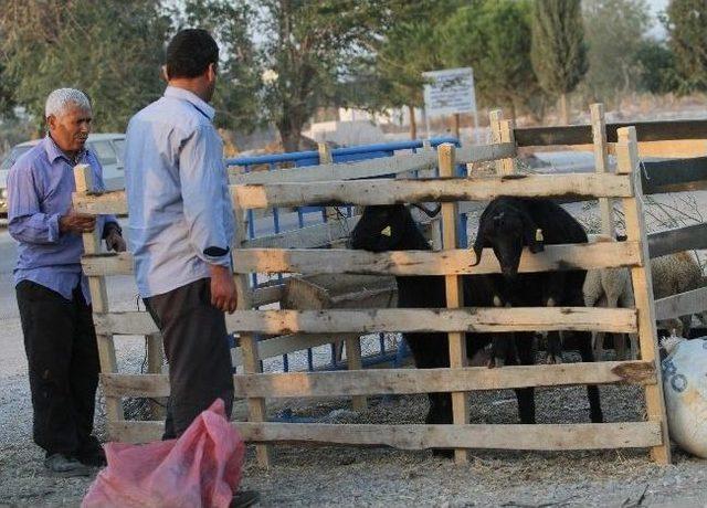 Akhisar Hayvan Pazarı nda 1 Ton 200 Kiloluk Dana Sahibini Bekliyor 3