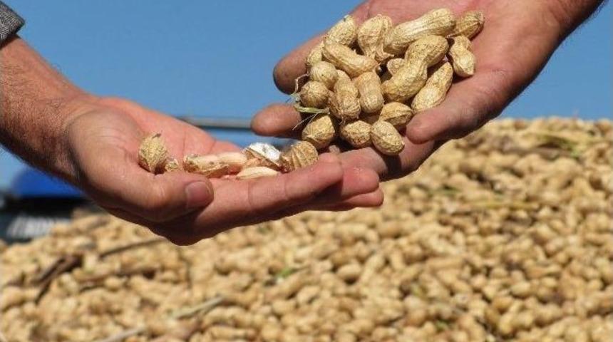 Araban’da Yerfıstığı Hasadına Başlandı