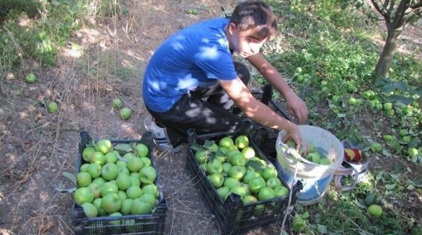 Şeker Hastalarının Tercihi Granny Smith Cinsi Elma