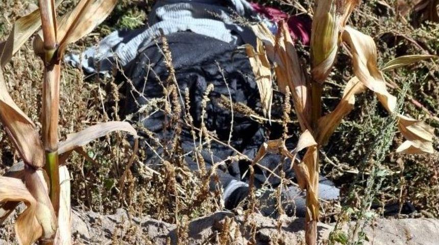 Mısır Tarlasında Kadın Cesedi Bulundu