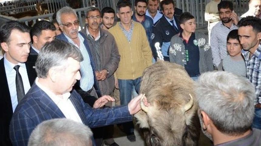 Başkan Aky&uuml;rek Hayvan Pazarında