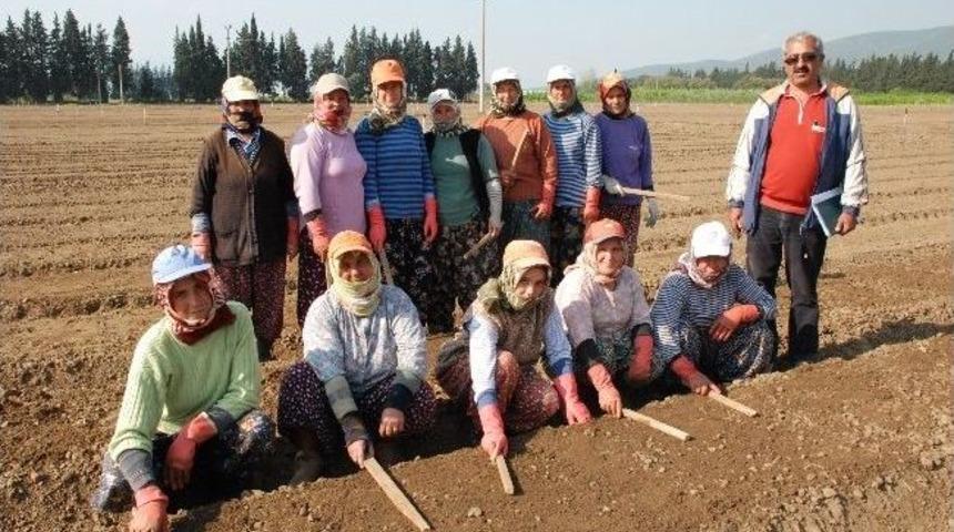 Torbalı Fidanlığı 2014 Yılından Umutlu