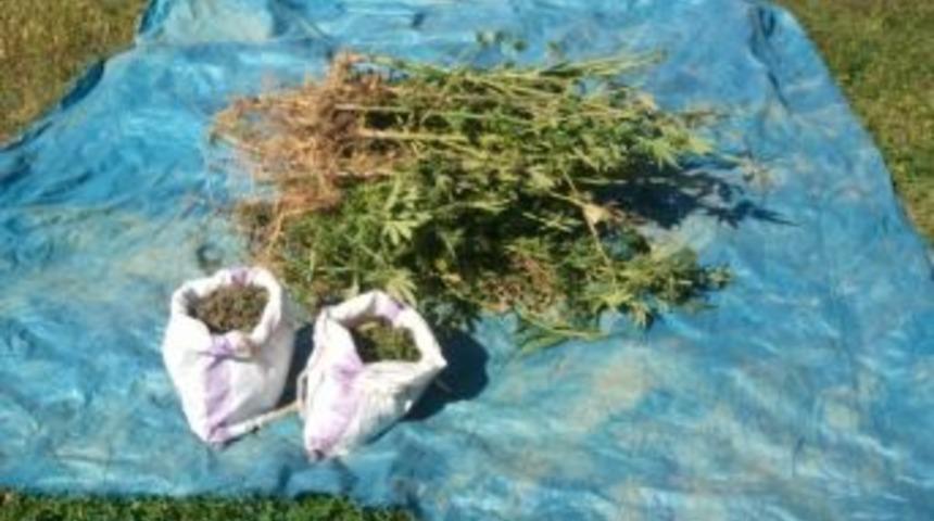 Bafra&rsquo;da 185 K&ouml;k Hint Keneviri Ve 2.5 Kilo Esrar Ele Ge&ccedil;irildi