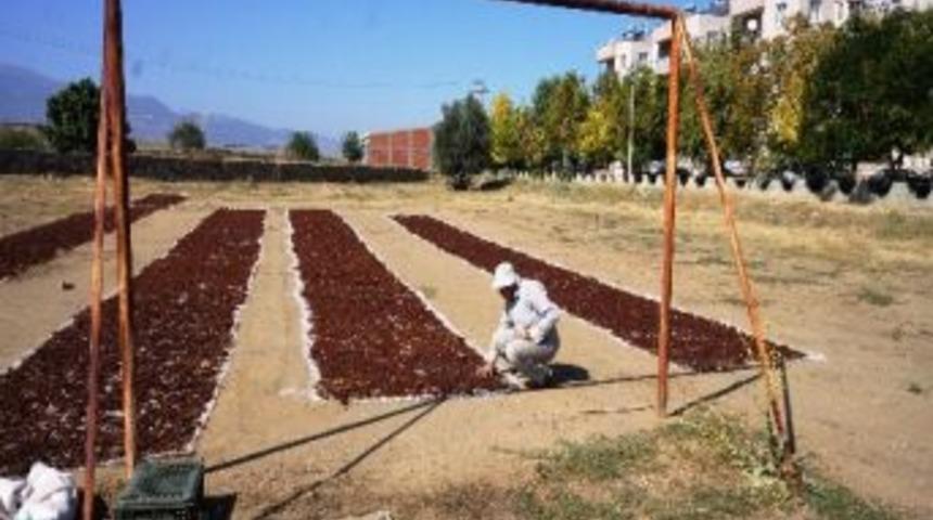 Sarıg&ouml;l'de &Uuml;z&uuml;mler Futbol Sahasında Kurutuluyor