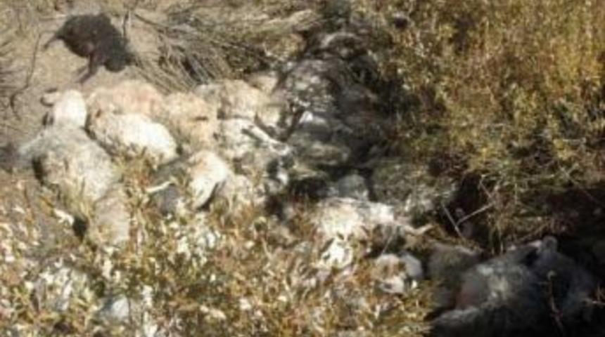 S&uuml;r&uuml;ye Saldıran Kurtlar 124 Koyunu Telef Etti