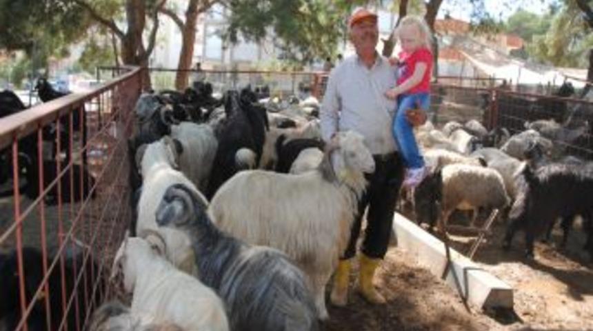 Manavgat'ta K&uuml;&ccedil;&uuml;kbaş Kurbanlıklar 500 Ile 900 Lira Arasında Alıcı Buluyor