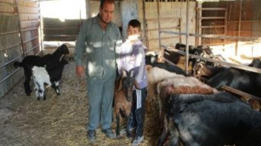 Ağıldan Kurbanlık Ke&ccedil;i &Ccedil;alan 2 Kişi Yakalandı