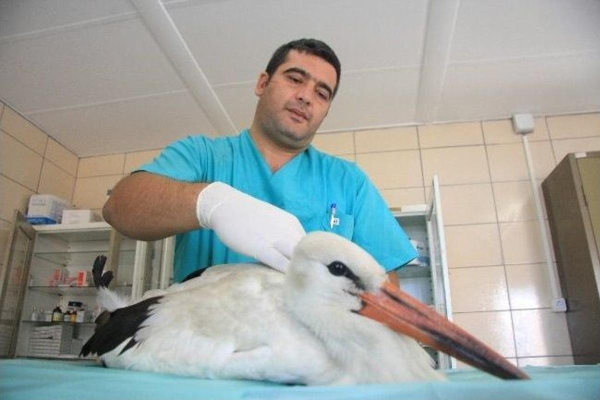 (&ouml;zel Haber) Yaralı Leylek Barınağın Maskotu Oldu