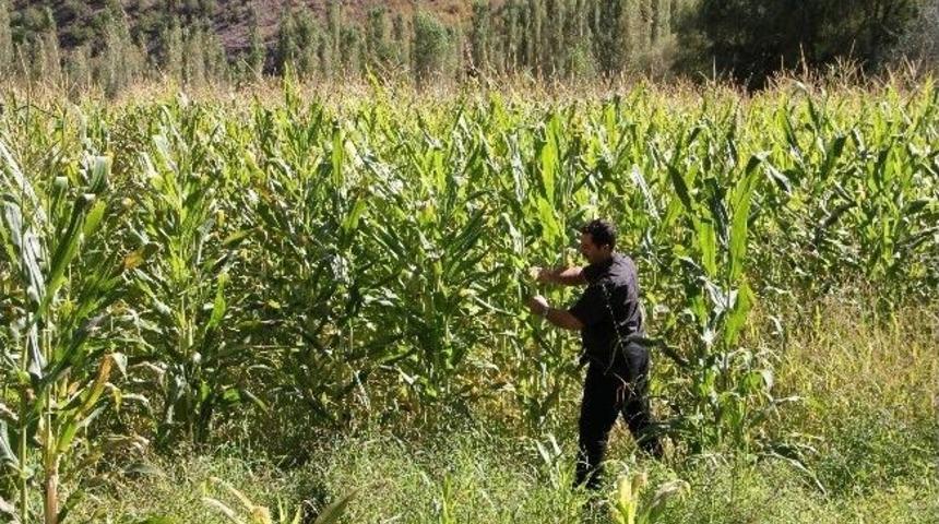 Erzurum&rsquo;da Ekim Ayında Mısır Hasadı