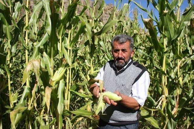 Erzurum’da Ekim Ayında Mısır Hasadı