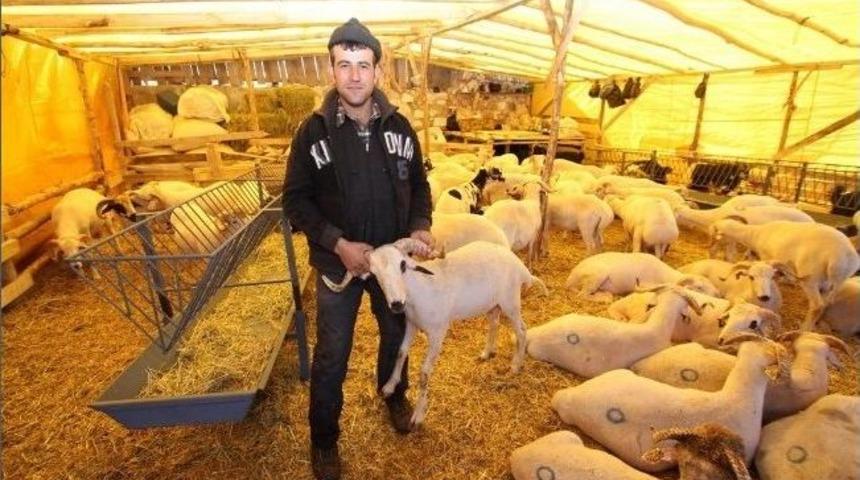 Tartan&rsquo;dan Hijyenik Kurban &Ccedil;ağrısı