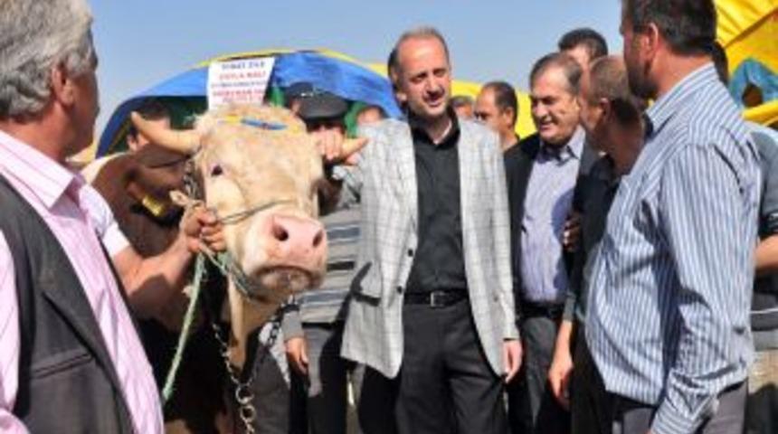 Kurban Pazarının En Büyüğü 'Koca Yusuf'