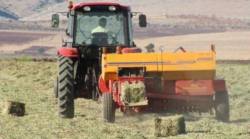 Yerfıstığı Artığı Hayvan Yemi Olarak Değerlendiriliyor