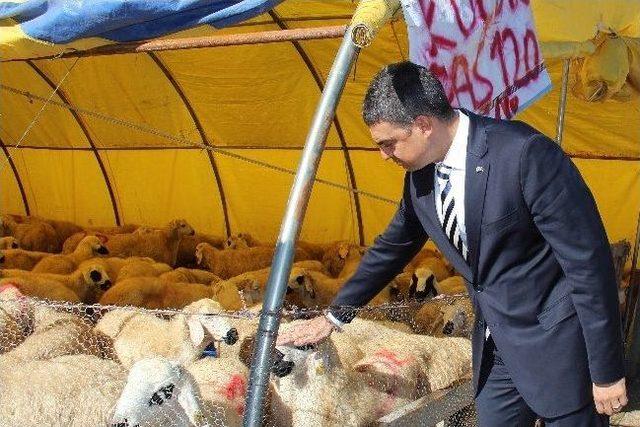 Umut Oran Mühye Kesim Alanını Ziyaret Etti 2