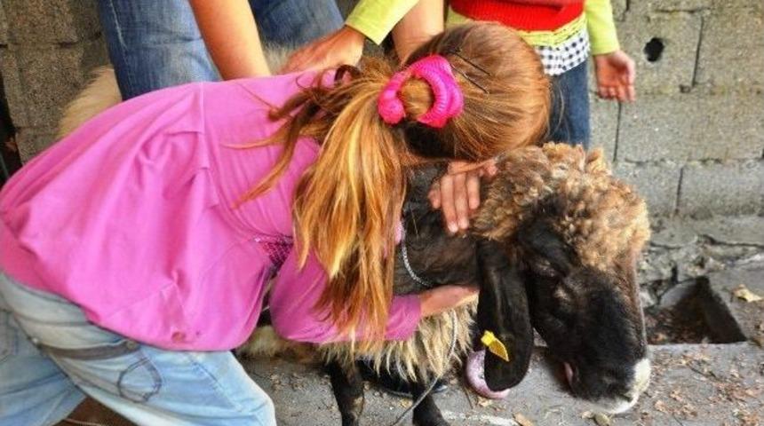 Kınalı Ko&ccedil;larla Bayram Sevinci