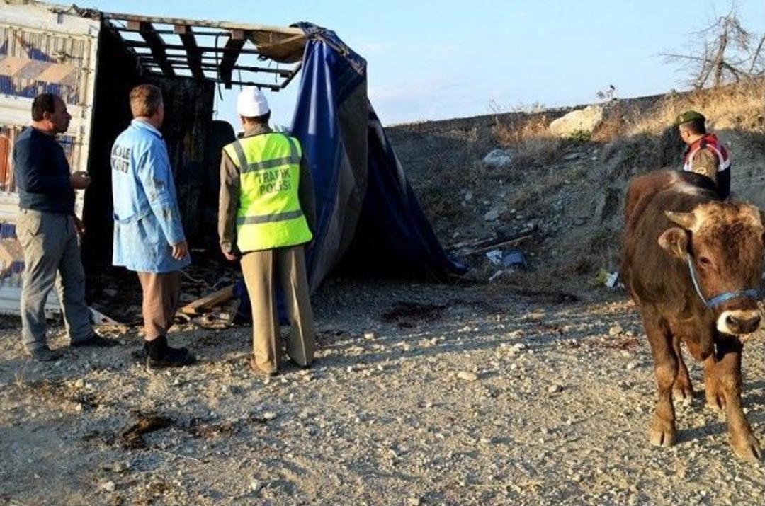 Kurbanlık Taşıyan Kamyon Kaza Yaptı