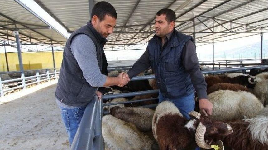 Karşıyaka&rsquo;nın 5 Yıldızlı Kurban Satış Yerini Satıcılar Da Alıcılar Da Beğendi