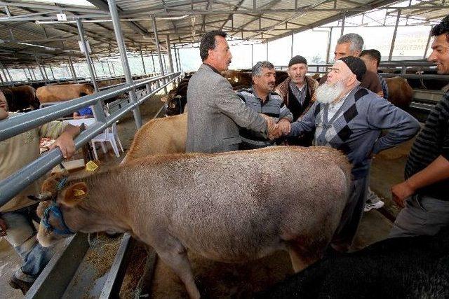 Karşıyaka’nın 5 Yıldızlı Kurban Satış Yerini Satıcılar Da Alıcılar Da Beğendi