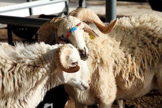 Karşıyaka’nın 5 Yıldızlı Kurban Satış Yerini Satıcılar Da Alıcılar Da Beğendi