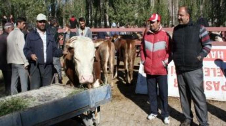 Kurban Bayramına İki G&uuml;n Kala Pasinler&rsquo;de Hayvan Pazarı Hareketlenmeye Başladı