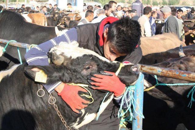 Suluova Kırmızı Et Üreticileri Birlik Başkanı Kodaman: