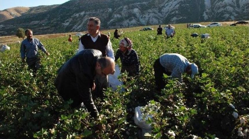 Adıyaman Valisi Ve Eşi K&ouml;yl&uuml;lerle Pamuk Topladı