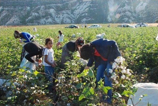 Adıyaman Valisi Ve Eşi K&ouml;yl&uuml;lerle Pamuk Topladı 1