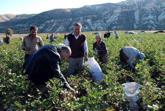 Adıyaman Valisi Ve Eşi K&ouml;yl&uuml;lerle Pamuk Topladı 2