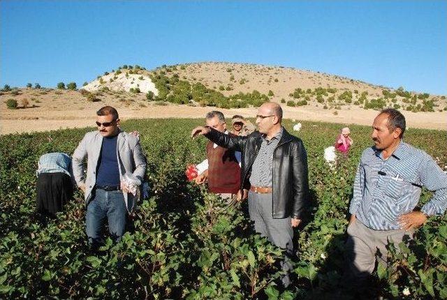 Adıyaman Valisi Ve Eşi K&ouml;yl&uuml;lerle Pamuk Topladı 3