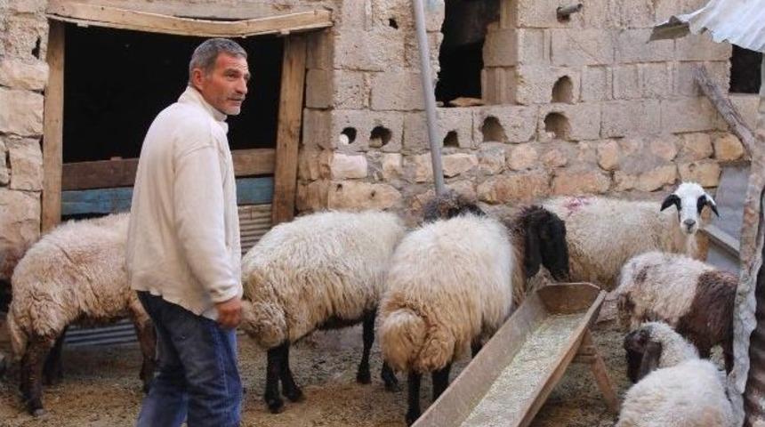 Kurbanlık Pazarında Bayram Hareketliliği