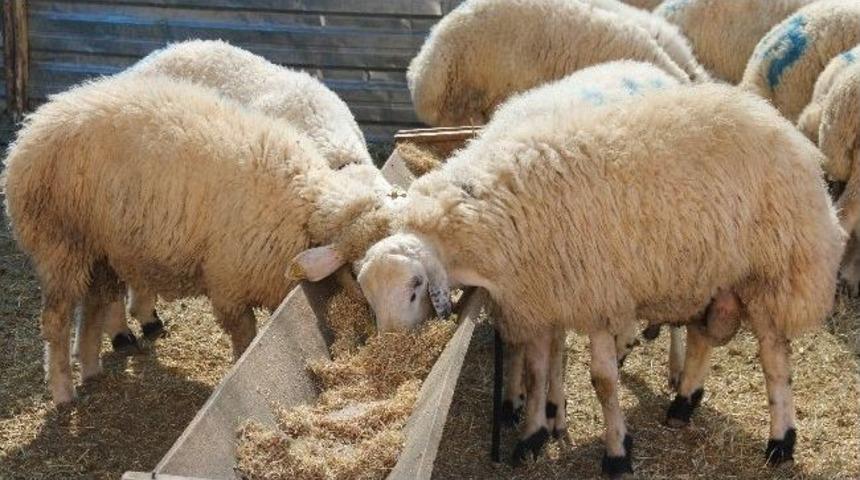 30 Yetime Hayırseverlerden Kurban Yardımı