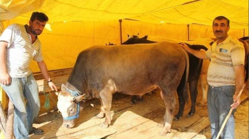 Kurbanlık Satışında Karaborsa Endişesi