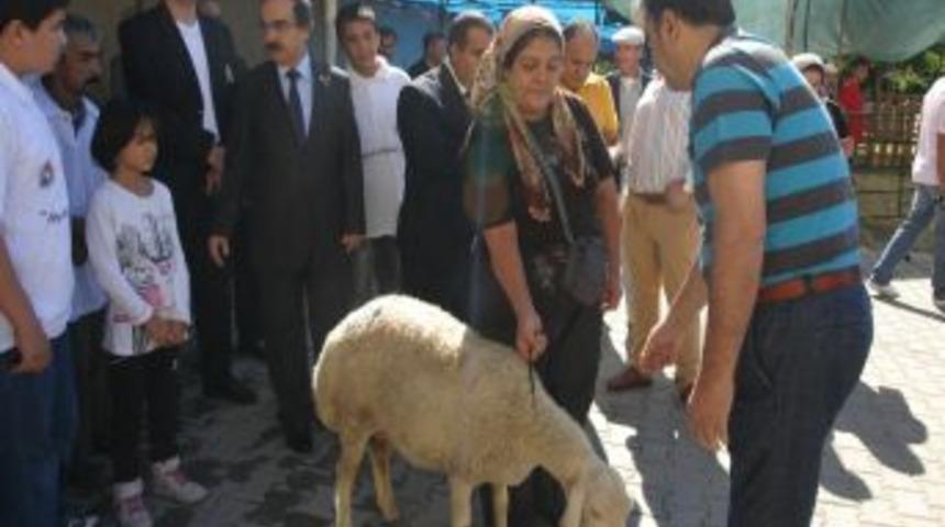 Yetimlerin Y&uuml;z&uuml;, 'kurbanlık Koyun' Bağışı Ile G&uuml;ld&uuml;