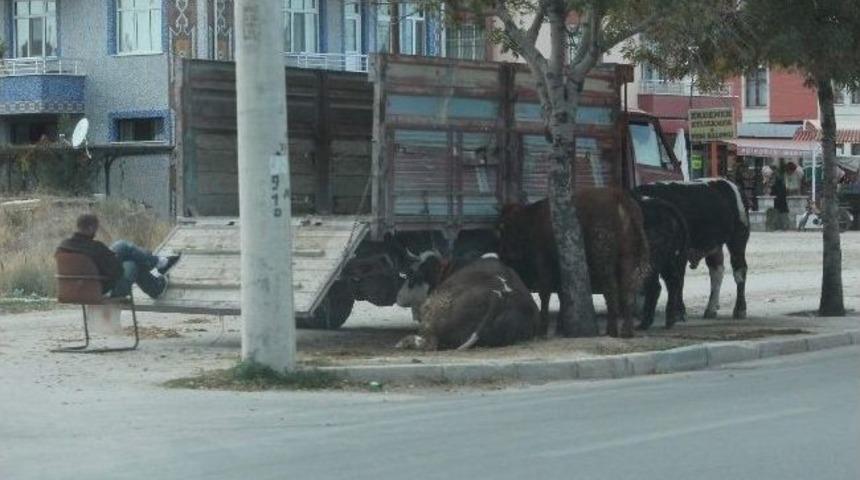 Kaldırımda Kurbanlık Satışı